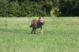 BOUVIER AUSTRALIEN 357